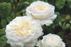 Роза английская Транквилити Rose Tranquillity