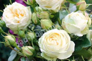 Роза чайно-гибридная Веддинг Пиано Rose hybrid tea Wedding Piano