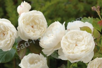 Роза английская Уильям и Кэтрин Rose William and Catherine