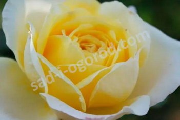 Роза чайно-гибридная Амнести Интернасьональ Rose Amnesty International ®