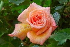 Роза плетистая Барок Rose Barock