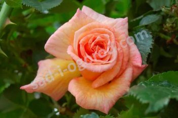 Роза плетистая Барок Rose Barock