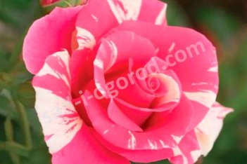 Роза клаймбер Кэнди Лэнд Rose Candy Land