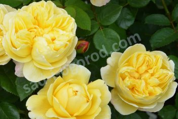 Роза английская Чарльз Дарвин Rose Charles Darwin