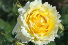 Роза плетистая Сирано де Бержерак Rose Cyrano de Bergerac