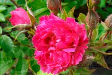 Роза Ф.Дж. Гротендорст Rosе F.J. Grotendorst