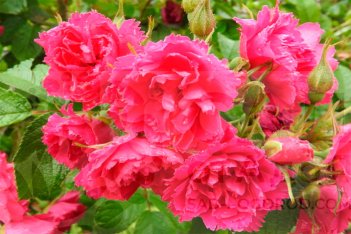 Роза Ф.Дж. Гротендорст Rosе F.J. Grotendorst