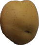 Сорт картофеля Голубизная - фото