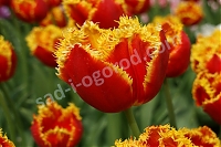 Тюльпан бахромчатый Tulipa Davenport