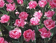Тюльпан многоцветковый Аннелинда Annelinde