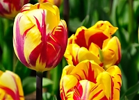 Тюльпан триумф Tulipa El Cid