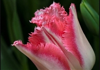 Тюльпан бахромчатый Линжери Tulipa Lingerie