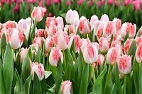 Тюльпан бахромчатый Неглиже Tulipa Neglige
