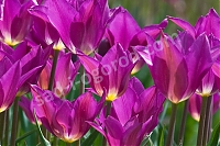 Тюльпан лилиецветный Tulipa Yume No Murasaki (Purple Dream)