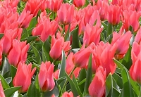 Тюльпан многоцветковый Toronto