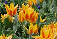 Тюльпан многоцветковый Winnipeg