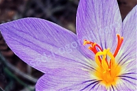 Шафран посевной Crocus sativus