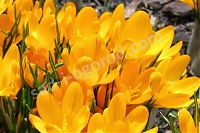 ОпубликованТовар или услугаКрокус желтый Сrocus luteus Golden Yellow
