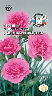 Гвоздика садовая Шабо Розовая королева