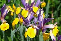 Ирис голландский (ксифиум) Ориентал Бьюти Iris hollandica Oriental Beauty