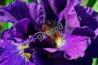 Ирис сибирский Конкорд Краш Iris Sibirica Concord Crush