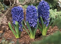 Гиацинт Блю Перл Hyacinthus Blue Pearl