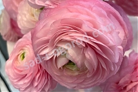 Ranunculus ELEGANCE® 'Rosa Chiaro'