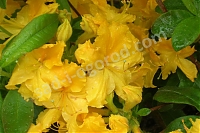 Рододендрон жёлтый (азалия) Нэнси Ватерер Nancy Waterer