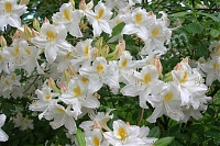 Rhododendron 'Babītes Astra'