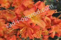 Рододендрон Фаербол Rhododendron Fireboll
