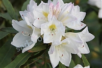 Рододенрон Rhododendron hybridum 'Dzeguzēns'
