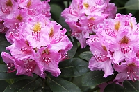Рододендрон Ирина Rhododendron Irina