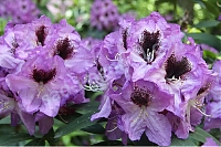 Rhododendron hybridum 'Feja'