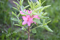 Рододендрон Японский розовый Rododendron Yaponskij rozovyj