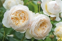 Английская роза Claire Austin