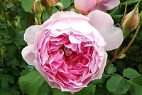 Английская роза Mary Rose