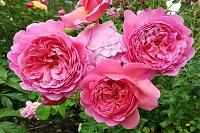 Английская роза Принцесс Александра оф Кент