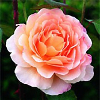 Английская роза Tamora