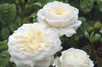 Английская роза Транквилити