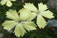Гвоздика кнаппа Dianthus knappii