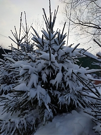 Новогодняя елка из питомника 2-2.2 м