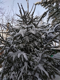 Новогодняя елка из питомника 180 см