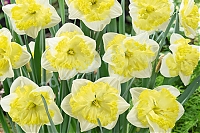 Нарцисс разрезнокорончатый Фрилез Narcissus Frilleuse