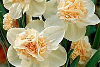 Нарцисс махровый Рози Клауд Narcissus Rosy Cloud