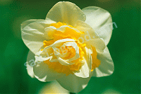 Нарцисс махровый Юник Narcissus Unique