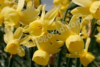 Нарцисс Ангелс Виспер многоцветковый 7 шт. Narcissus Angel's Whisper