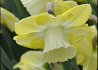 Нарцисс крупнокорончатый Narcissus Avalon