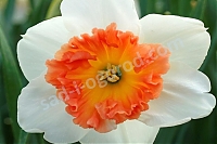 Нарцисс крупнокорончатый Прикоушес Narcissus Precocious