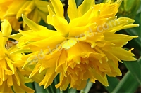 Нарцисс махровый Narcissus Rip van Winkle