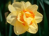 Нарцисс махровый Техас Narcissus Texas